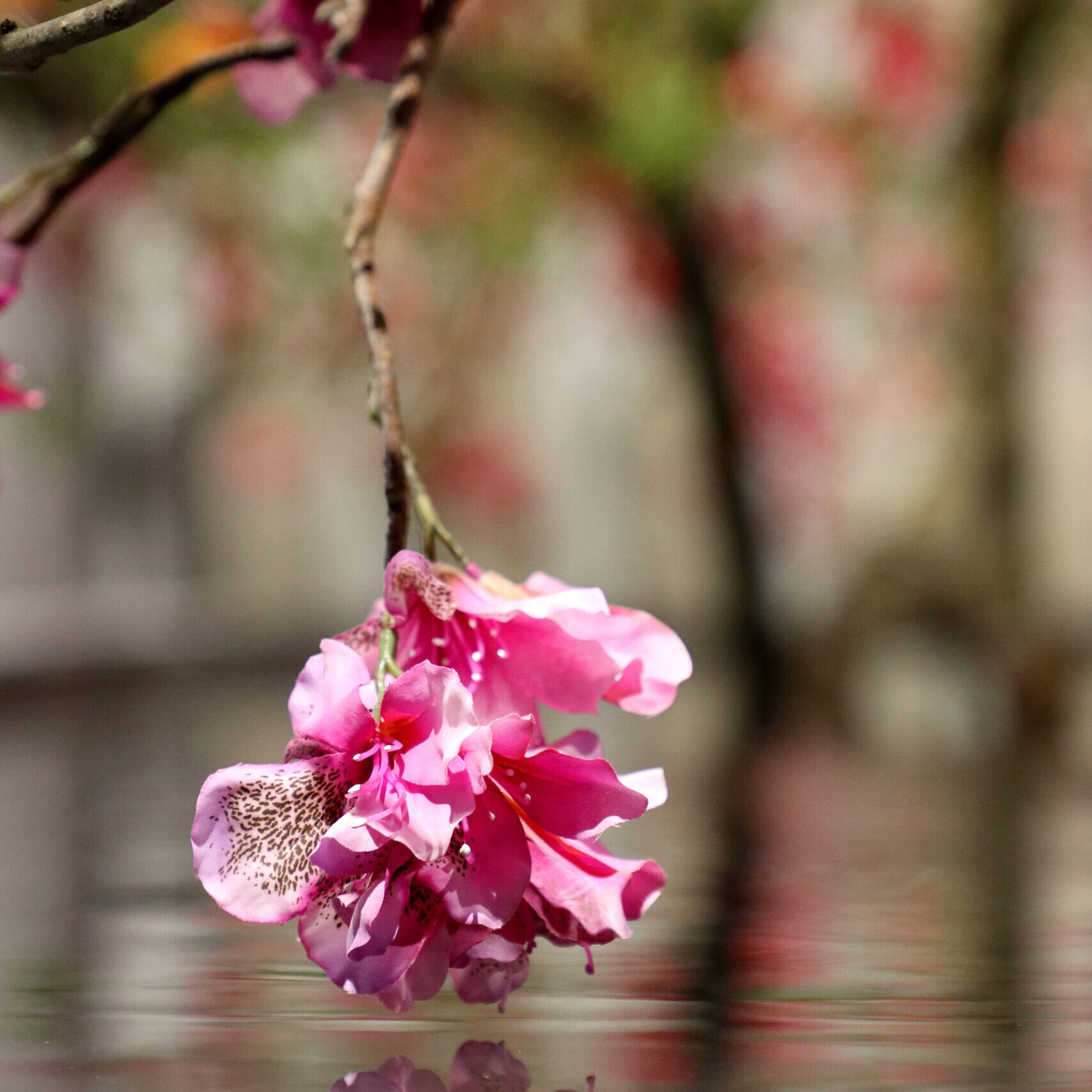 DPI pinke blume wasser